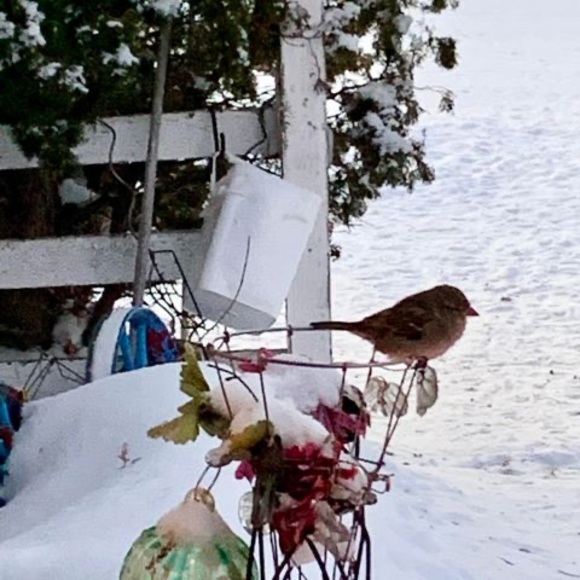 Meet your Posher, Bonnie - Picture 1 of 1